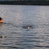 Catch The Duck
