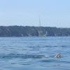 MIchaela , Round Jersey Swin 18-08-2013